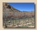 Sutcliffe Winery 2